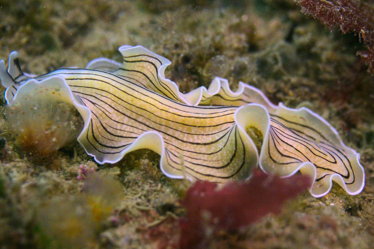 Platelmintos: características y ejemplos