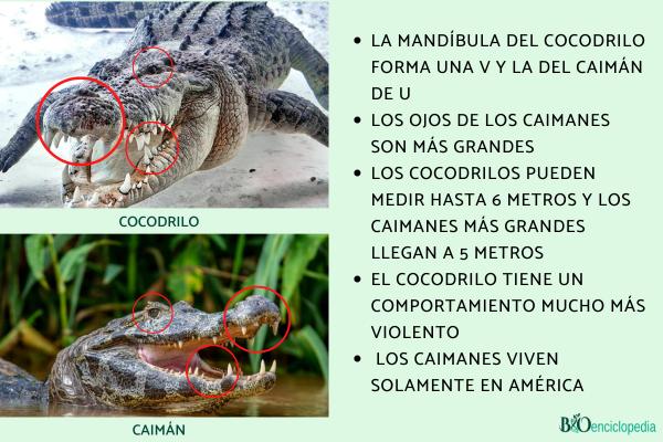 Diferencia entre cocodrilo y caimán - Principales diferencias entre cocodrilo y caimán
