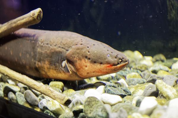Anguila eléctrica - Amenazas y conservación de la anguila eléctrica