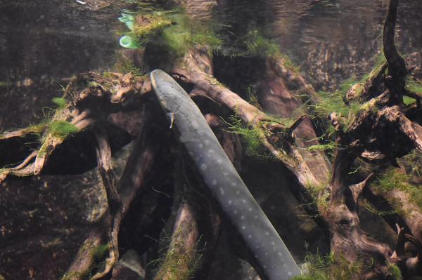 Anguila eléctrica - Características de la anguila eléctrica