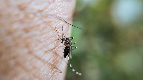 La planta de flores amarillas que ayuda a repeler los mosquitos y llena de color el jardín y la terraza en verano - Cómo ayuda la caléndula a repeler los mosquitos y qué dice la ciencia sobre su eficacia