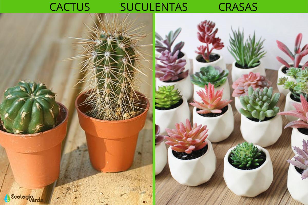Diferencia entre cactus y suculentas