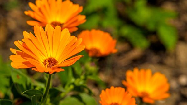 La planta de flores amarillas que ayuda a repeler los mosquitos y llena de color el jardín y la terraza en verano - Dónde colocar la caléndula para que florezca durante todo el verano