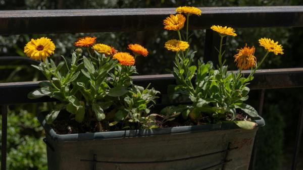 La planta de flores amarillas que ayuda a repeler los mosquitos y llena de color el jardín y la terraza en verano - Qué es la caléndula y por qué cada vez más personas la eligen para el jardín