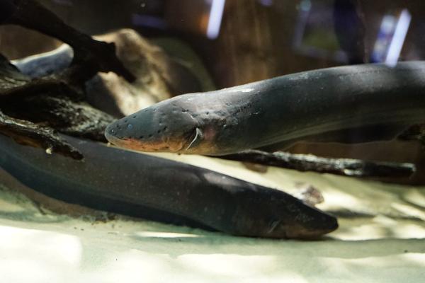 Anguila eléctrica - Reproducción de la anguila eléctrica