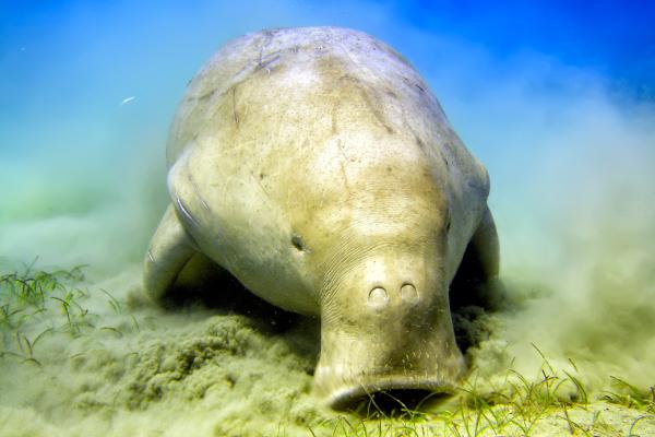Dugongo - Alimentación del dugongo