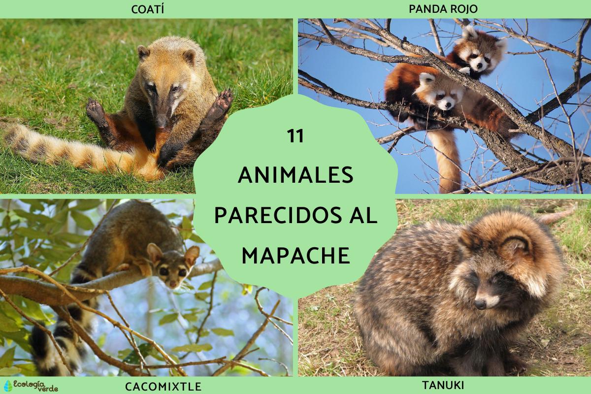Animales parecidos al mapache