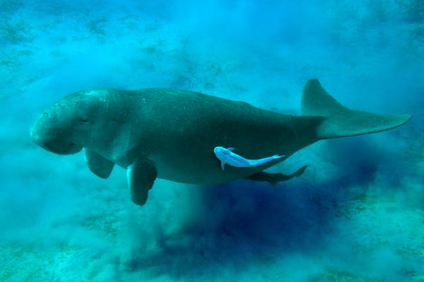 Dugongo - Características del dugongo