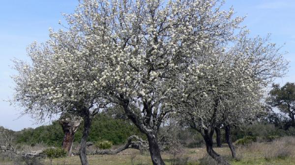 Ciervos y jabalíes dificultan la supervivencia de este árbol de Doñana, pero no son la única causa: los científicos han descubierto una paradoja ecológica - Casi 20 años de datos muestran que el árbol tiene problemas para regenerarse