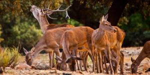 Ciervos y jabalíes dificultan la supervivencia de este árbol de Doñana, pero no son la única causa: los científicos han descubierto una paradoja ecológica