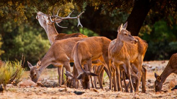 Ciervos y jabalíes dificultan la supervivencia de este árbol de Doñana, pero no son la única causa: los científicos han descubierto una paradoja ecológica