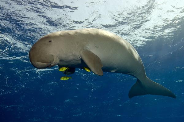 Dugongo - Curiosidades del dugongo