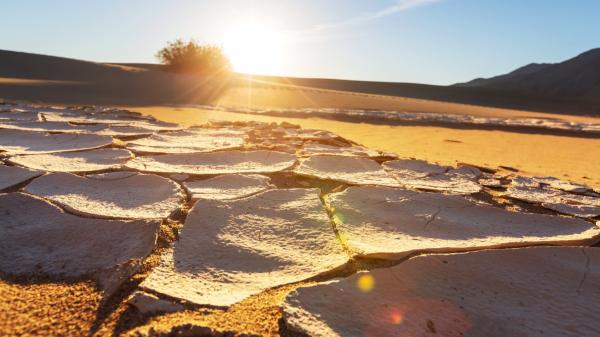 Ciervos y jabalíes dificultan la supervivencia de este árbol de Doñana, pero no son la única causa: los científicos han descubierto una paradoja ecológica - La falta de agua agrava el problema