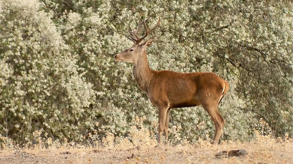 Ciervos y jabalíes dificultan la supervivencia de este árbol de Doñana, pero no son la única causa: los científicos han descubierto una paradoja ecológica - La presión de ciervos y jabalíes dificulta la regeneración de este árbol
