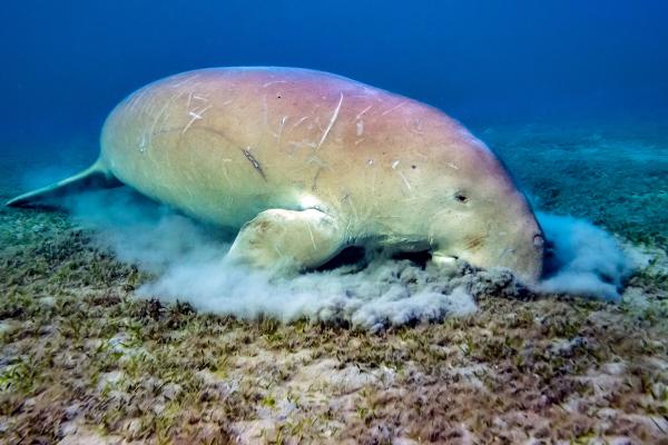 Dugongo - Reproducción del dugongo