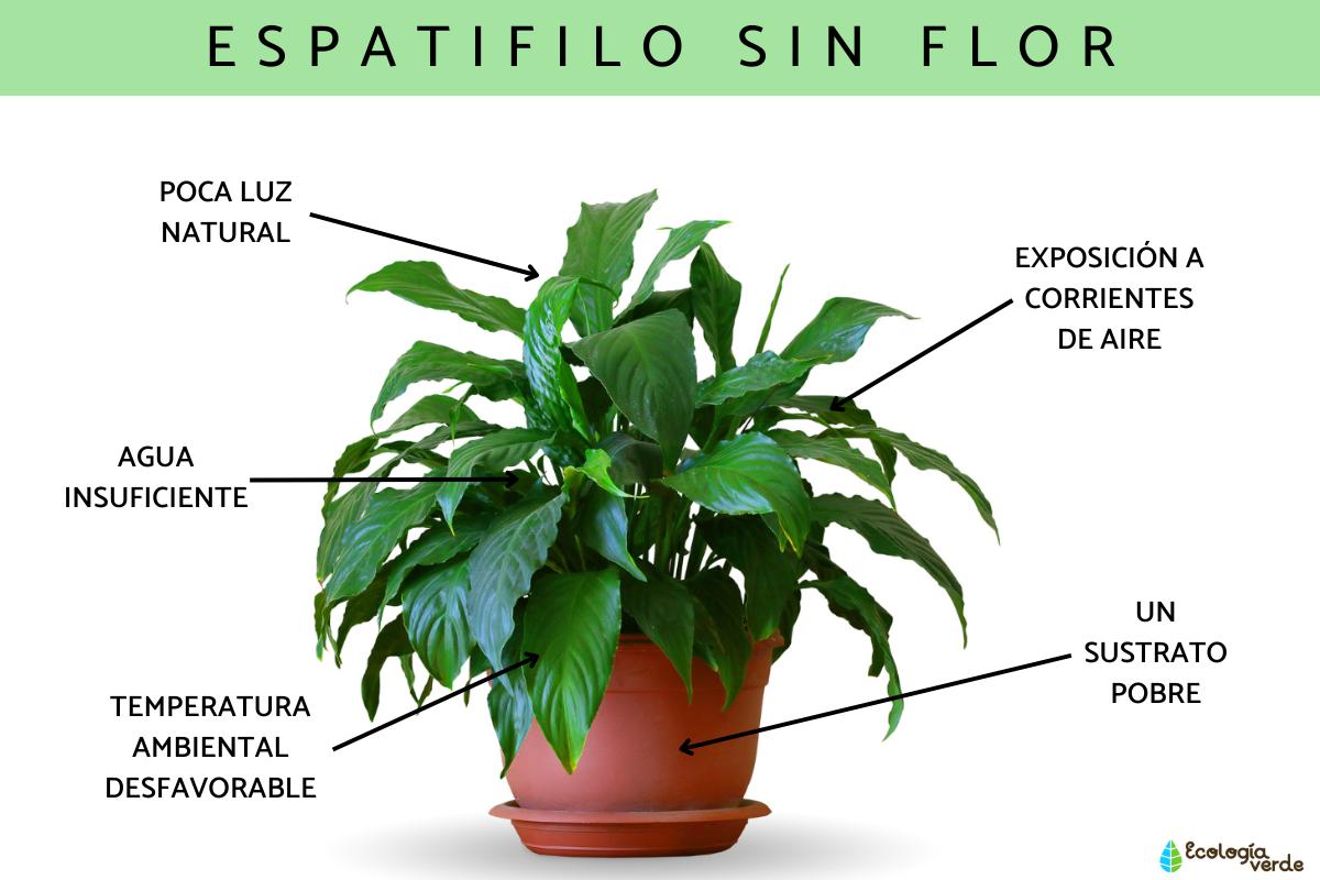 Espatifilo sin flor: causas y qué hacer para que florezca