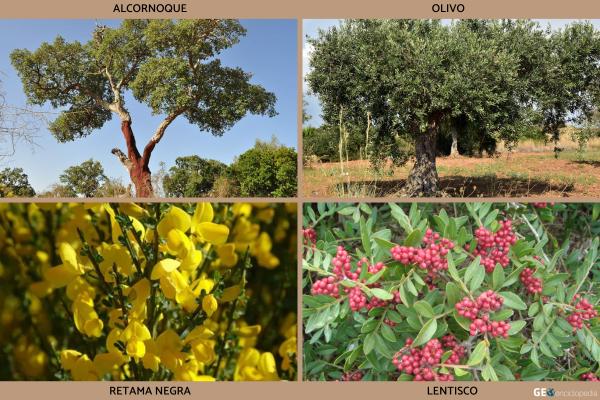 Río Tormes - Flora y fauna del río Tormes