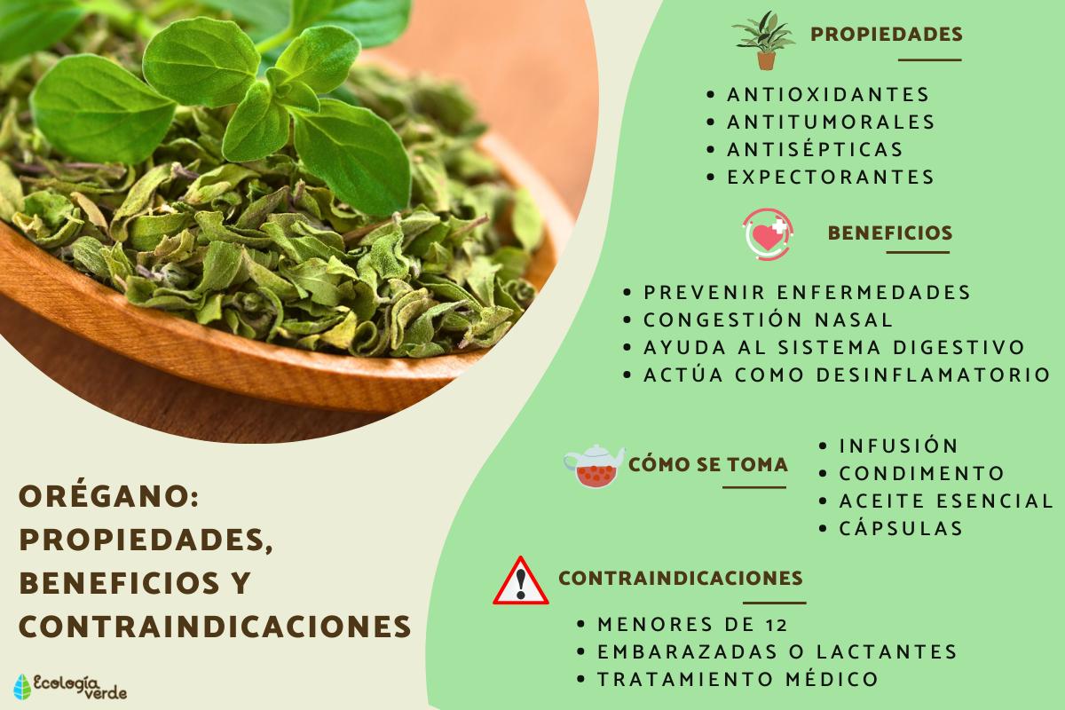 Or gano Propiedades Beneficios Y Contraindicaciones Gu a Completa Or gano Propiedades Beneficios Y Contraindicaciones Gu a Completa