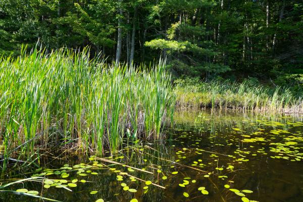 Humedales artificiales: qué son, para qué sirven y ejemplos - Para qué sirven los humedales artificiales