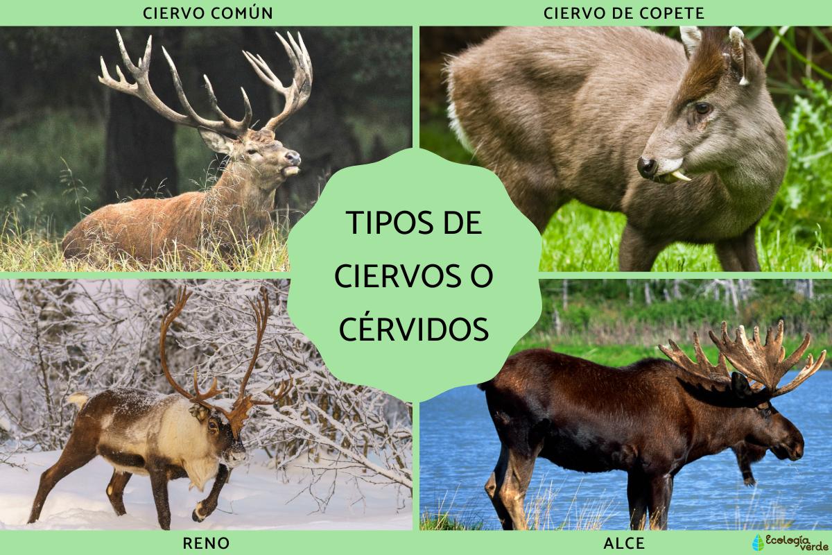 Tipos de ciervos