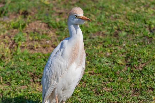 Aves zancudas: qué son y ejemplos - Garcita bueyera