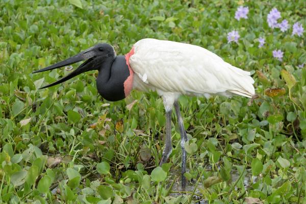 Aves zancudas: qué son y ejemplos - Jabirú