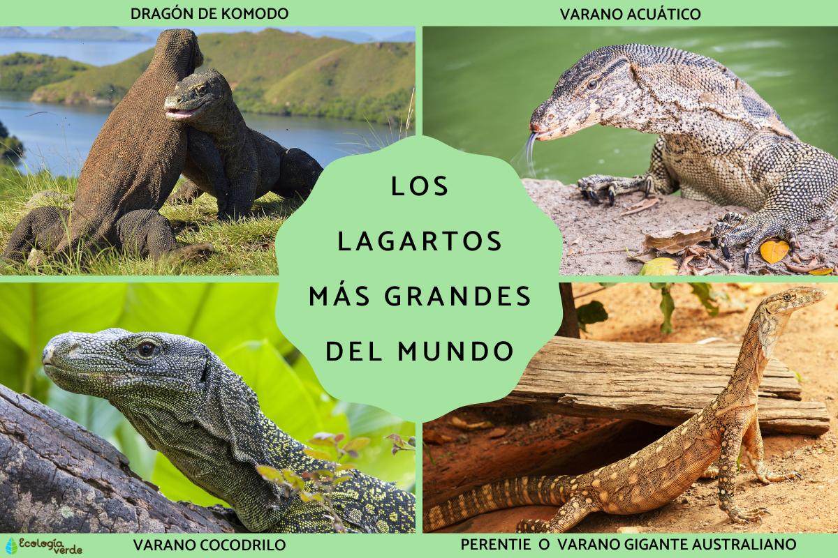 Los lagartos más grandes del mundo