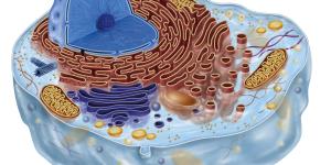 Biología celular: qué es, aplicaciones e importancia