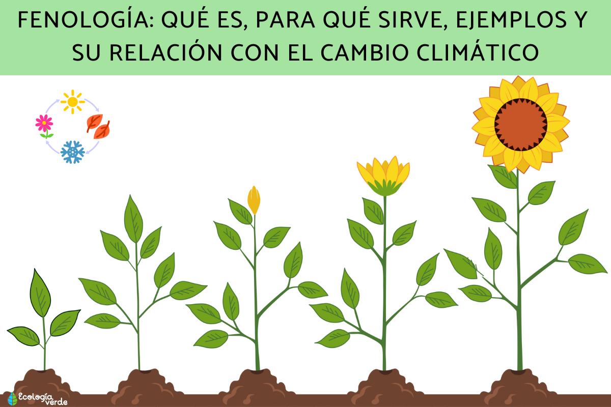 Fenología: qué es, para qué sirve, ejemplos y su relación con el cambio climático