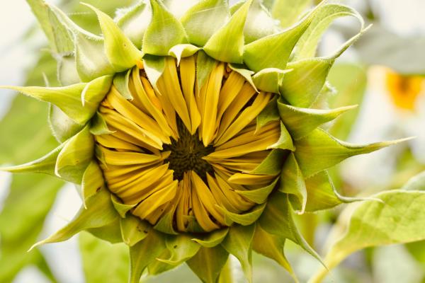 Fenología: qué es, para qué sirve, ejemplos y su relación con el cambio climático - ¿Qué es la fenología y cuál es su origen? 