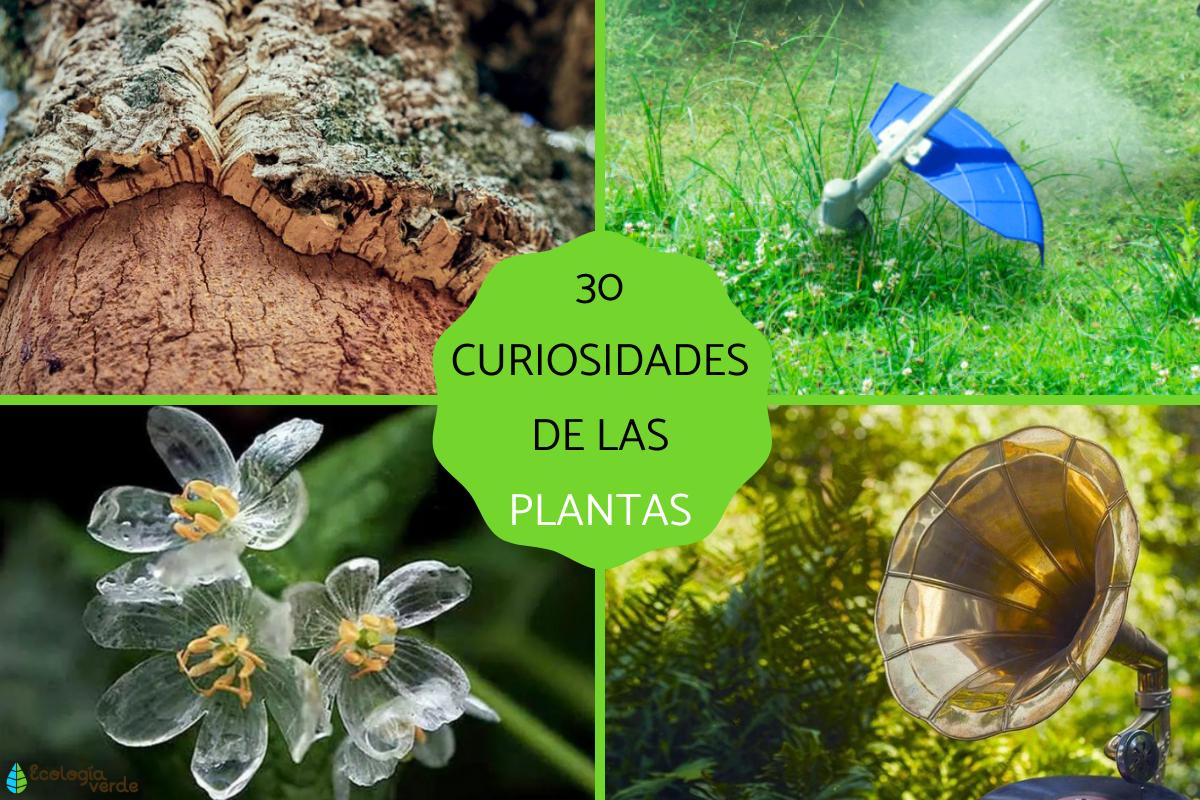 Curiosidades de las plantas