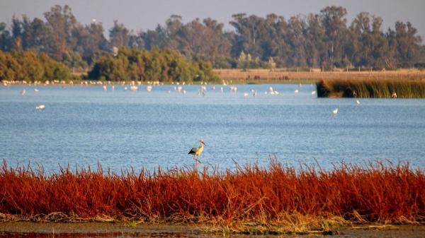 España es el país con más Reservas de la Biosfera del mundo: las joyas naturales que debes visitar una vez en la vida - Ejemplos de especies emblemáticas protegidas en estas reservas