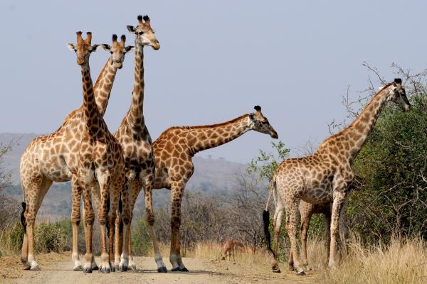 Características de los seres vivos - Adaptación y aclimatación