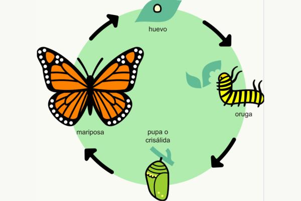 Características de los seres vivos - Ciclo de vida