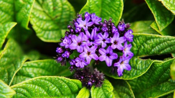 Pocos la conocen, pero huele a vainilla: el heliotropo y los cuidados clave para que dure hasta otoño - ¿Cómo plantar y multiplicar la vainilla de jardín en casa?