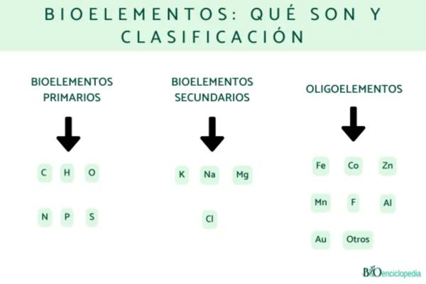 Características de los seres vivos - Composición química