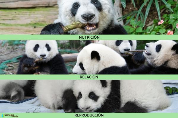 Características de los seres vivos - Funciones vitales