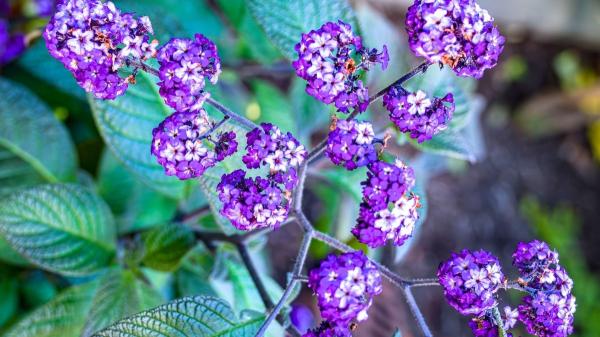 Pocos la conocen, pero huele a vainilla: el heliotropo y los cuidados clave para que dure hasta otoño - Heliotropo, la planta que huele a vainilla (y pocos conocen)