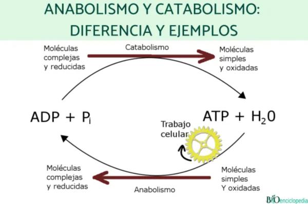Características de los seres vivos - Metabolismo propio