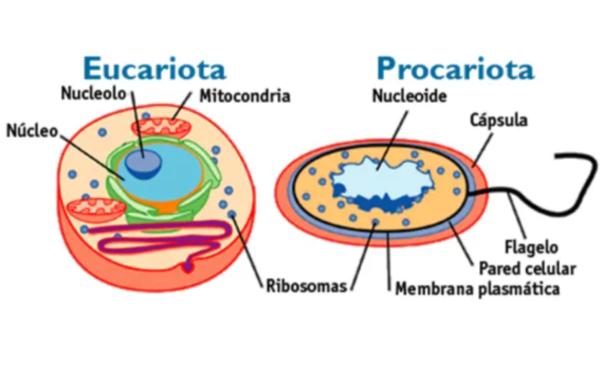 Características de los seres vivos - Organización celular
