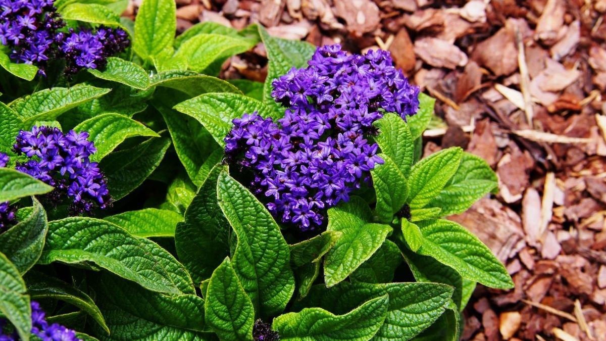 Pocos la conocen, pero huele a vainilla: el heliotropo y los cuidados clave para que dure hasta otoño