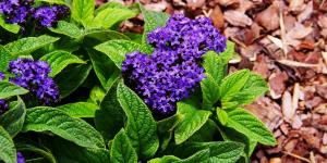 Pocos la conocen, pero huele a vainilla: el heliotropo y los cuidados clave para que dure hasta otoño