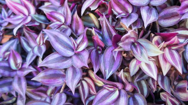 Las plantas trepadoras que menos ensucian: para terrazas y jardines bonitos, limpios y sin complicaciones - Amor de hombre: una planta colgante de hojas únicas