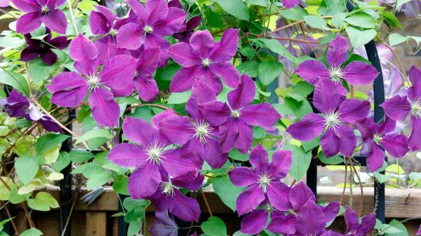 Las plantas trepadoras que menos ensucian: para terrazas y jardines bonitos, limpios y sin complicaciones - Clemátides: las trepadoras elegantes que florecen sin complicaciones