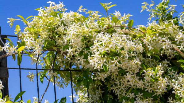 Las plantas trepadoras que menos ensucian: para terrazas y jardines bonitos, limpios y sin complicaciones - Jazmín estrella: una trepadora aromática que mantiene el verde todo el año