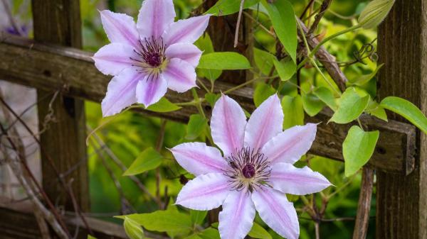 Las plantas trepadoras que menos ensucian: para terrazas y jardines bonitos, limpios y sin complicaciones - Las claves para elegir trepadoras que no ensucien tu terraza o jardín