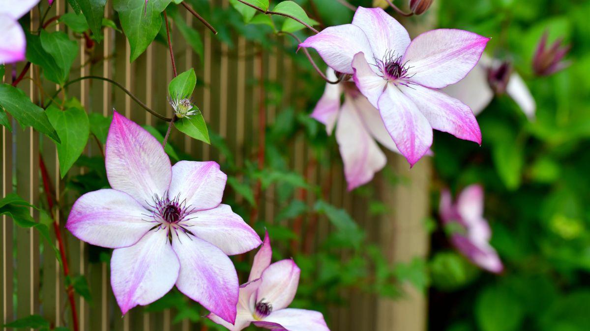 Las plantas trepadoras que menos ensucian: para terrazas y jardines bonitos, limpios y sin complicaciones