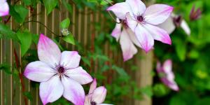 Las plantas trepadoras que menos ensucian: para terrazas y jardines bonitos, limpios y sin complicaciones