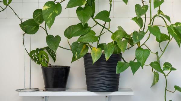 Las plantas trepadoras que menos ensucian: para terrazas y jardines bonitos, limpios y sin complicaciones - Potos: la trepadora que se adapta a cualquier espacio
