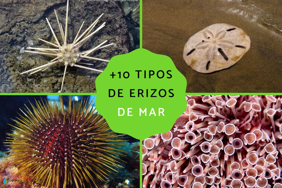 Tipos de erizos de mar